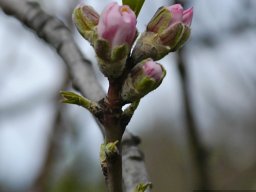 La_Palma_Lanzarote_2003-2004-007